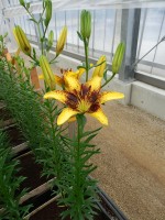 [4015 Tiger Play No01.JPG]